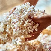 DIOR - J'adore - Absolu Eau de Parfum Spray