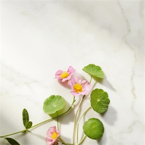 Rituals - The Ritual Of Namaste - Ageless Firming Day Cream